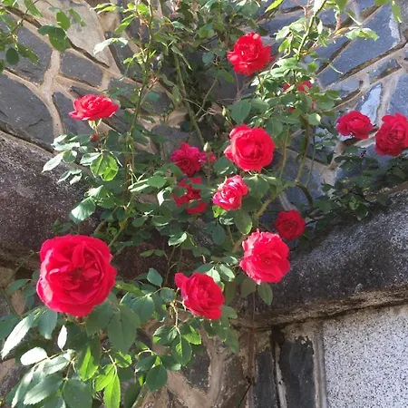 Chateau De Roqueperlic Bed & Breakfast